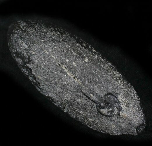Shark Coprolite (Fossil Poo) - South Carolina #24453